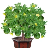 小白鼠