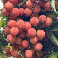ngocduy