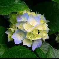 فاطمةالزهراء