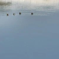  (   ･᷅ὢ･᷄ )Amy