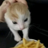 芽芽衣