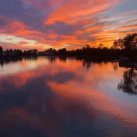 为什么华人骗华人