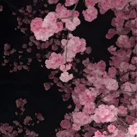 Kiji7