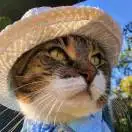 海盗船长没有船