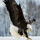 许砻瀚   Nillson  Xu