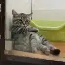 铁打的姑娘不锈钢