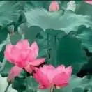 我是你的骄傲＆杨金红