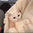 李大脸