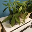 路虽远，行则将至