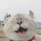 阳光下的小土豆