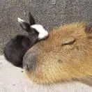 紅塵堆里學山居