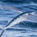 飞鱼68848