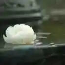 带密码的书